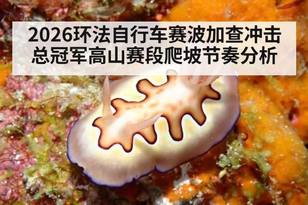 2026环法自行车赛波加查冲击总冠军高山赛段爬坡节奏分析
